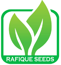 Rafique Seeds